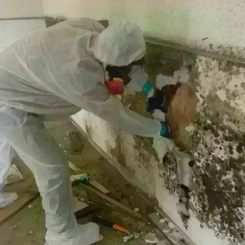 Mold Remediation and Removal in Peosta, IA